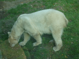 Polar Bear at the Ouwehands Dierenpark zoo