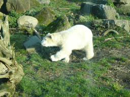 Polar Bear at the Ouwehands Dierenpark zoo