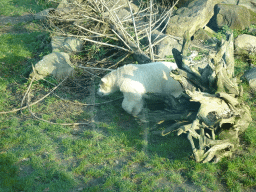 Polar Bear at the Ouwehands Dierenpark zoo