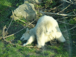 Polar Bear at the Ouwehands Dierenpark zoo