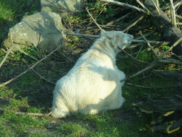 Polar Bear at the Ouwehands Dierenpark zoo