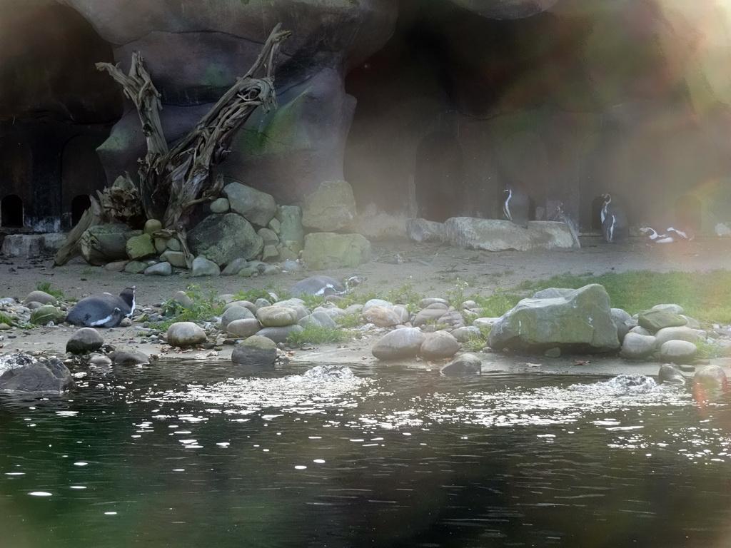 Humboldt Penguins at the Ouwehands Dierenpark zoo