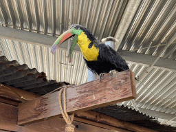 Toucan statue at the RavotAapia building at the Ouwehands Dierenpark zoo