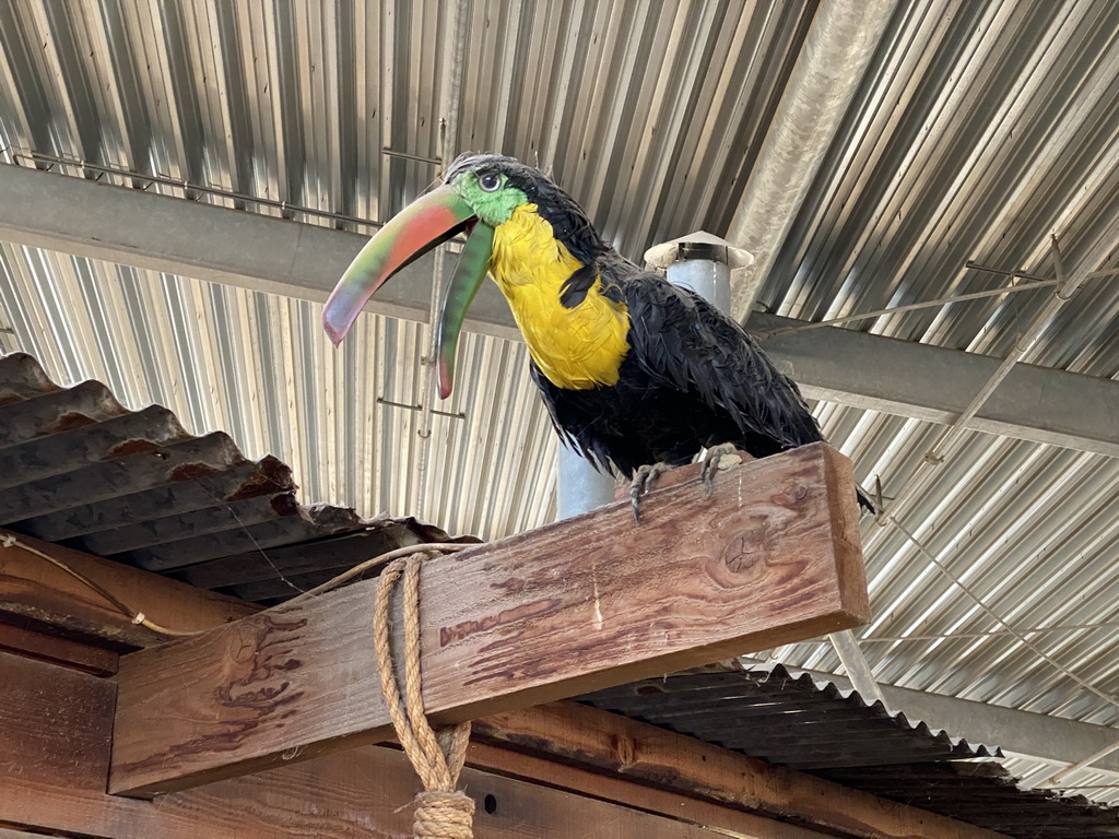 Toucan statue at the RavotAapia building at the Ouwehands Dierenpark zoo