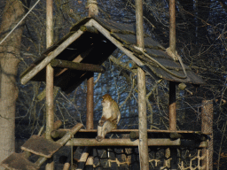 Barbary Macaque at the Ouwehands Dierenpark zoo