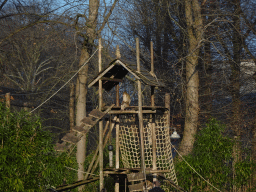 Barbary Macaque at the Ouwehands Dierenpark zoo