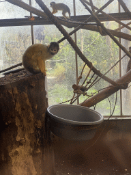 Squirrel Monkeys at the RavotAapia building at the Ouwehands Dierenpark zoo