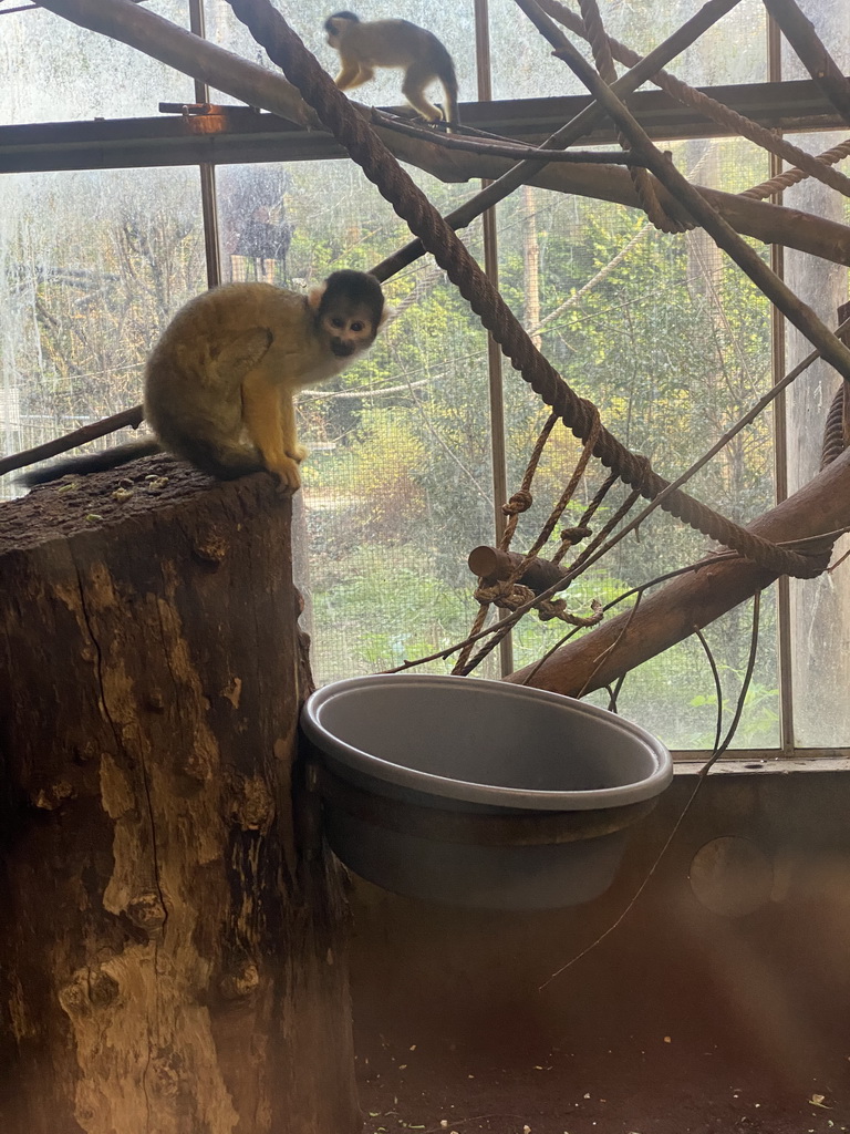 Squirrel Monkeys at the RavotAapia building at the Ouwehands Dierenpark zoo