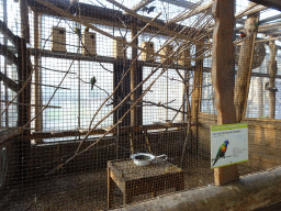 Rainbow Lorikeets at the RavotAapia building at the Ouwehands Dierenpark zoo, with eplanation