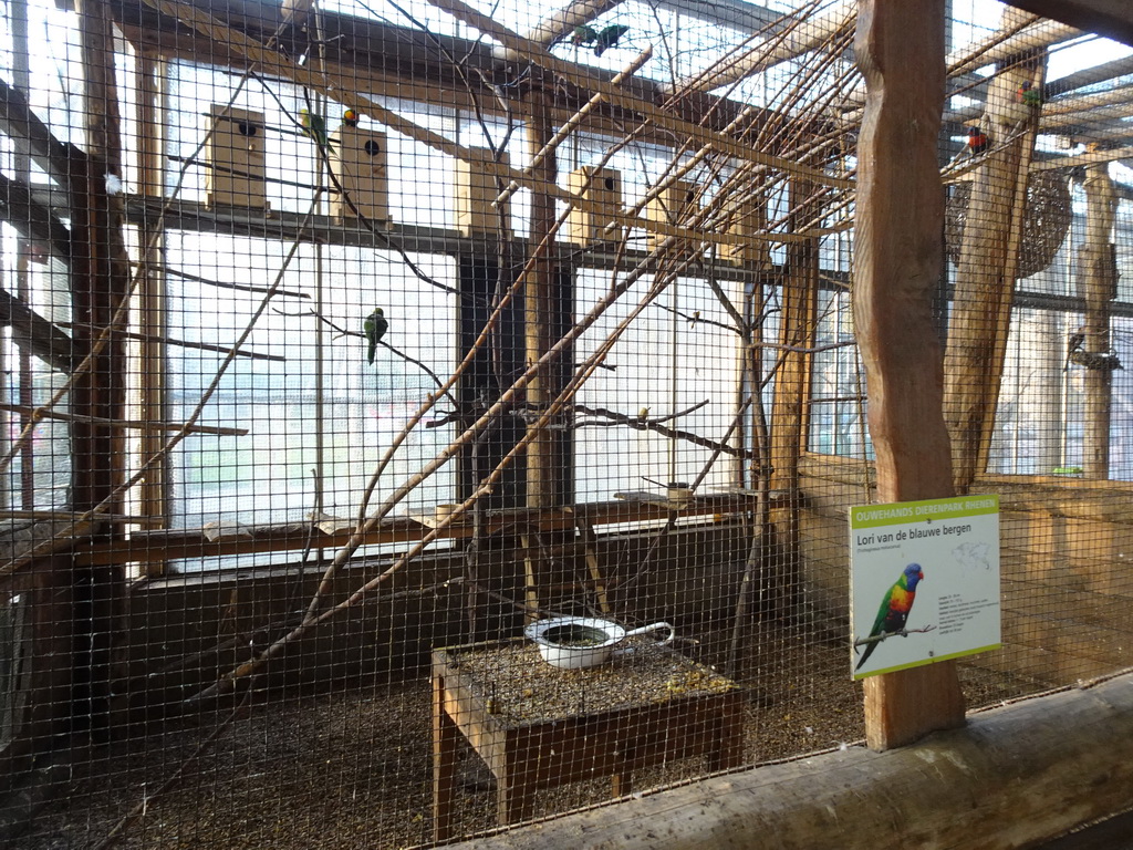 Rainbow Lorikeets at the RavotAapia building at the Ouwehands Dierenpark zoo, with eplanation