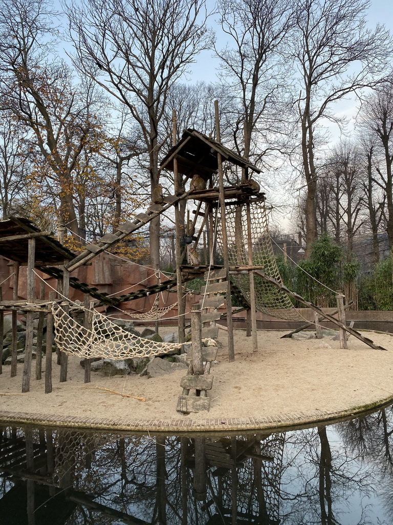 Barbary Macaque at the Ouwehands Dierenpark zoo