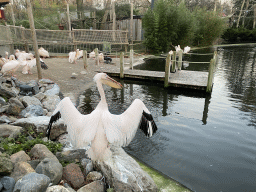 Pelicans at the Ouwehands Dierenpark zoo