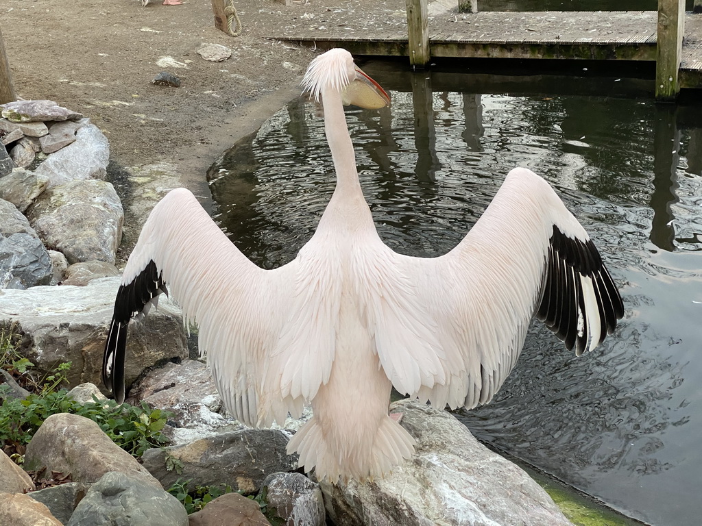 Pelican at the Ouwehands Dierenpark zoo