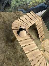 The young Giant Panda `Fan Xing` at the residence of his mother `Wu Wen` at Pandasia at the Ouwehands Dierenpark zoo