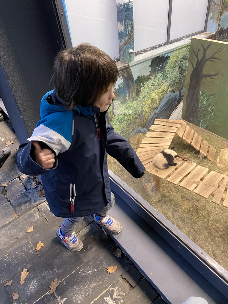 Max with the young Giant Panda `Fan Xing` at the residence of his mother `Wu Wen` at Pandasia at the Ouwehands Dierenpark zoo