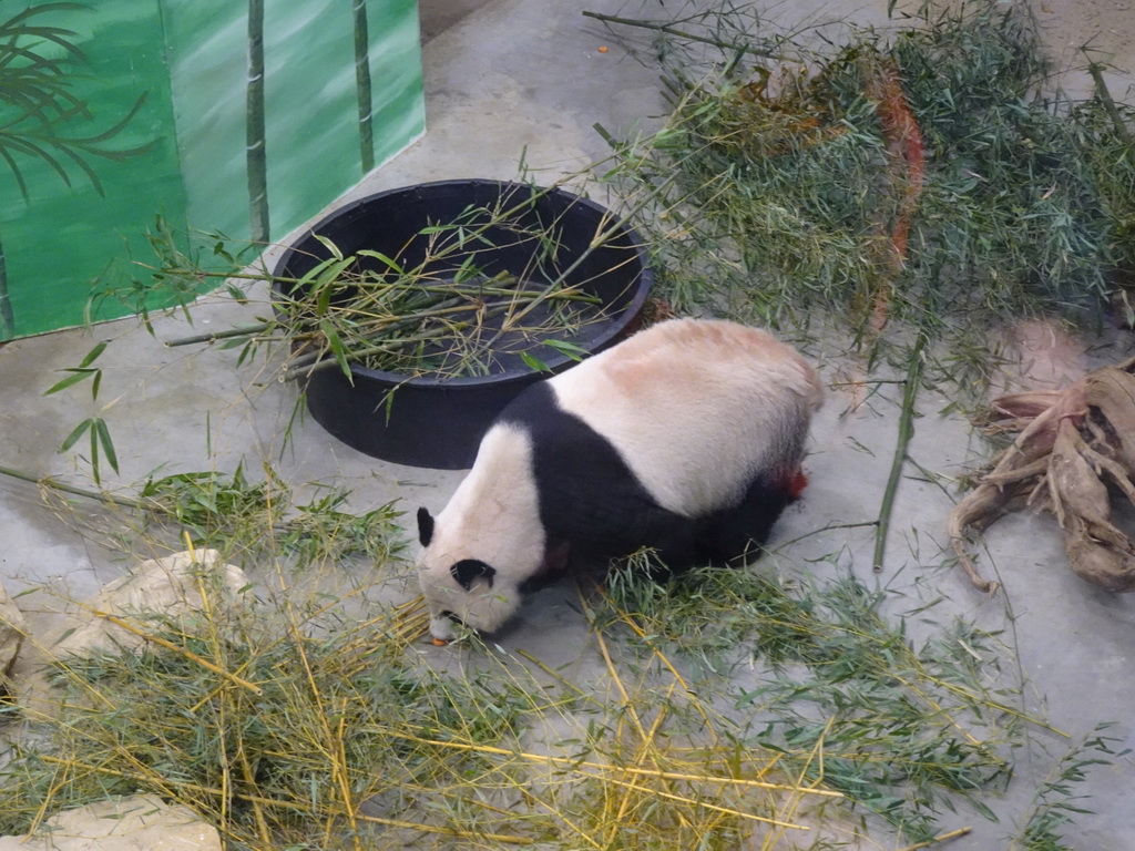 The Giant Panda `Wu Wen` in her residence at Pandasia at the Ouwehands Dierenpark zoo