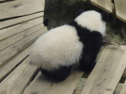 The young Giant Panda `Fan Xing` at the residence of his mother `Wu Wen` at Pandasia at the Ouwehands Dierenpark zoo