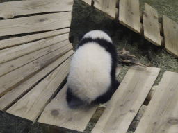 The young Giant Panda `Fan Xing` at the residence of his mother `Wu Wen` at Pandasia at the Ouwehands Dierenpark zoo