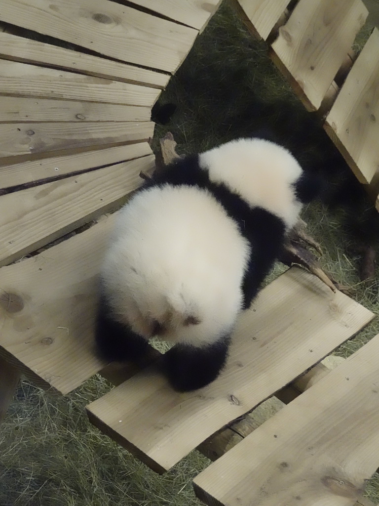 The young Giant Panda `Fan Xing` at the residence of his mother `Wu Wen` at Pandasia at the Ouwehands Dierenpark zoo