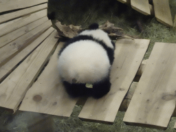 The young Giant Panda `Fan Xing` at the residence of his mother `Wu Wen` at Pandasia at the Ouwehands Dierenpark zoo