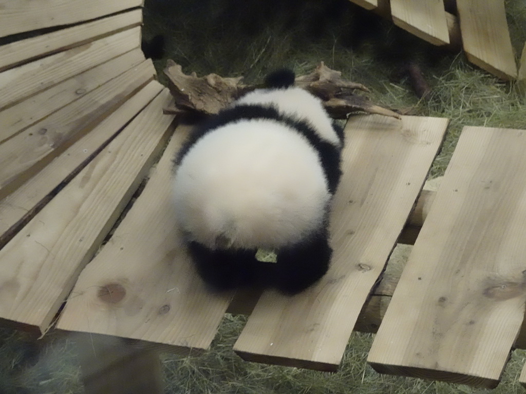 The young Giant Panda `Fan Xing` at the residence of his mother `Wu Wen` at Pandasia at the Ouwehands Dierenpark zoo