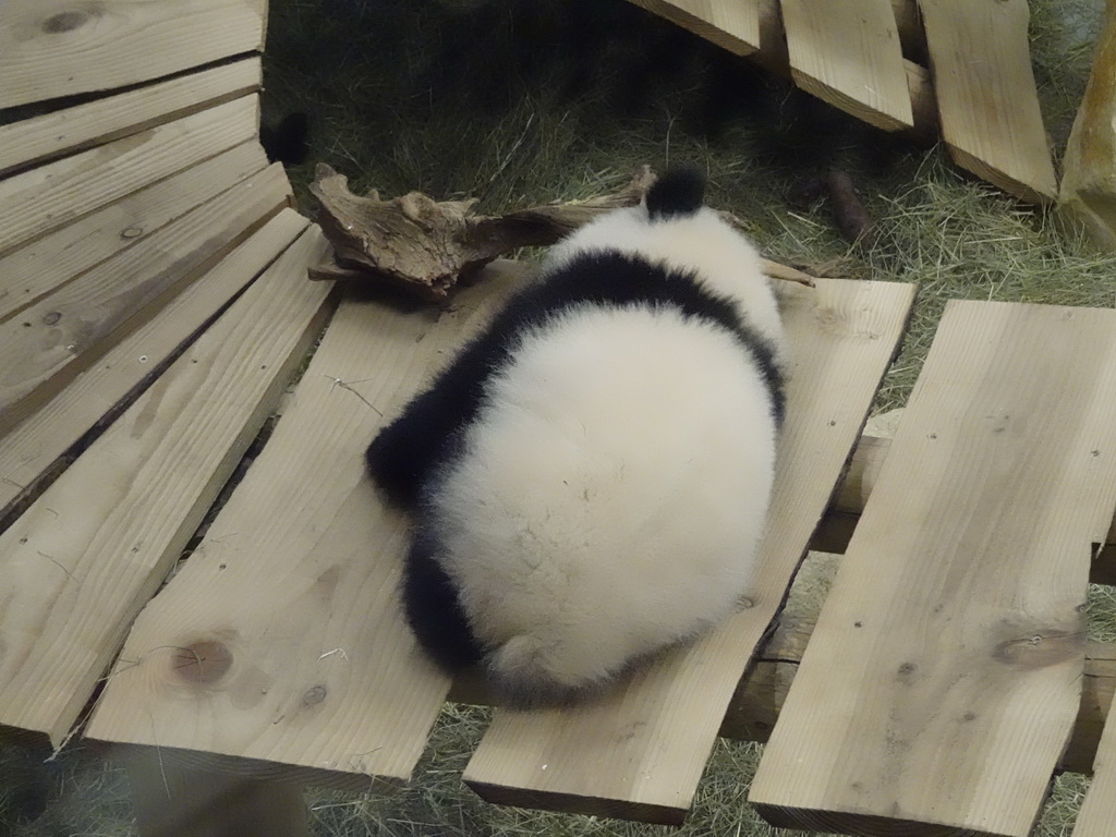 The young Giant Panda `Fan Xing` at the residence of his mother `Wu Wen` at Pandasia at the Ouwehands Dierenpark zoo