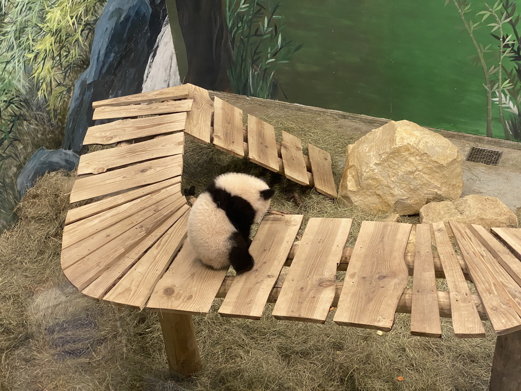 The young Giant Panda `Fan Xing` at the residence of his mother `Wu Wen` at Pandasia at the Ouwehands Dierenpark zoo