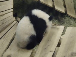 The young Giant Panda `Fan Xing` at the residence of his mother `Wu Wen` at Pandasia at the Ouwehands Dierenpark zoo