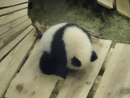 The young Giant Panda `Fan Xing` at the residence of his mother `Wu Wen` at Pandasia at the Ouwehands Dierenpark zoo