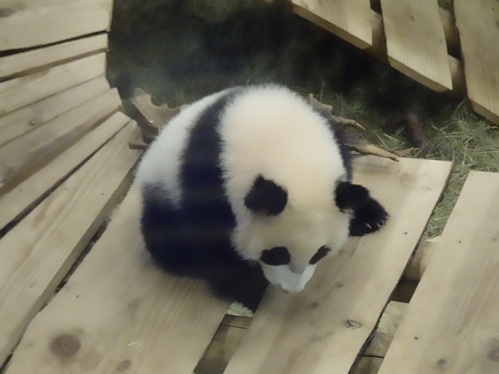 The young Giant Panda `Fan Xing` at the residence of his mother `Wu Wen` at Pandasia at the Ouwehands Dierenpark zoo