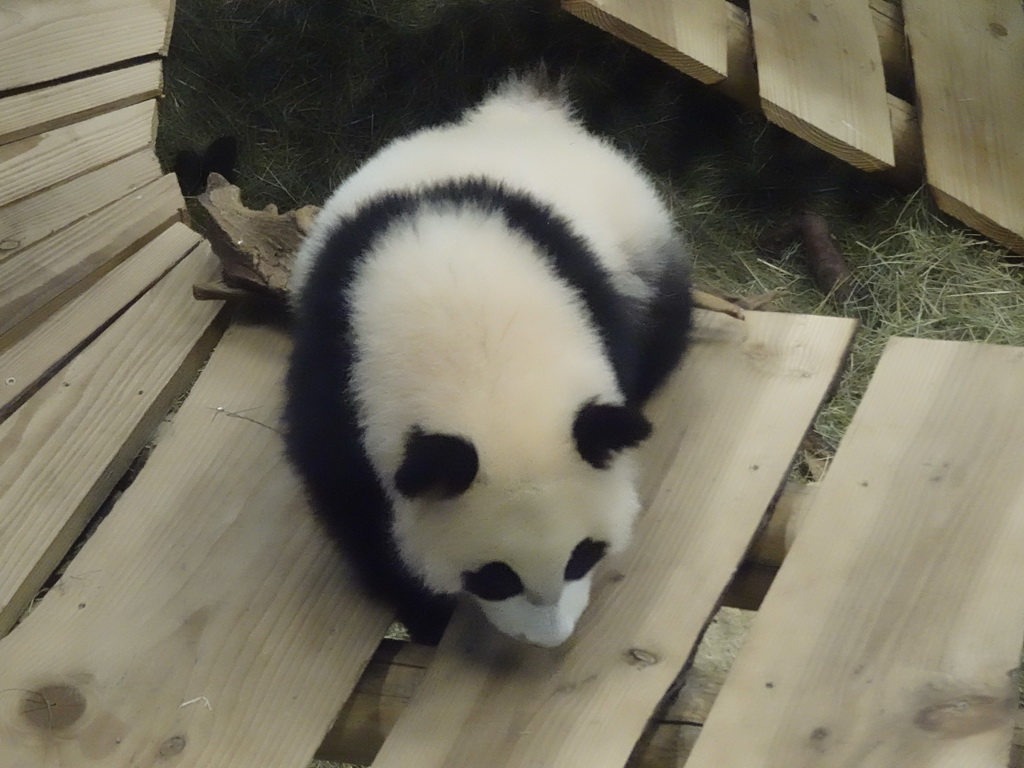 The young Giant Panda `Fan Xing` at the residence of his mother `Wu Wen` at Pandasia at the Ouwehands Dierenpark zoo