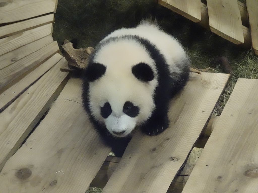 The young Giant Panda `Fan Xing` at the residence of his mother `Wu Wen` at Pandasia at the Ouwehands Dierenpark zoo