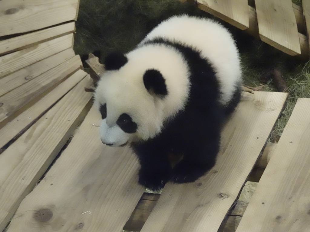 The young Giant Panda `Fan Xing` at the residence of his mother `Wu Wen` at Pandasia at the Ouwehands Dierenpark zoo