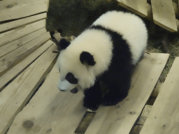 The young Giant Panda `Fan Xing` at the residence of his mother `Wu Wen` at Pandasia at the Ouwehands Dierenpark zoo