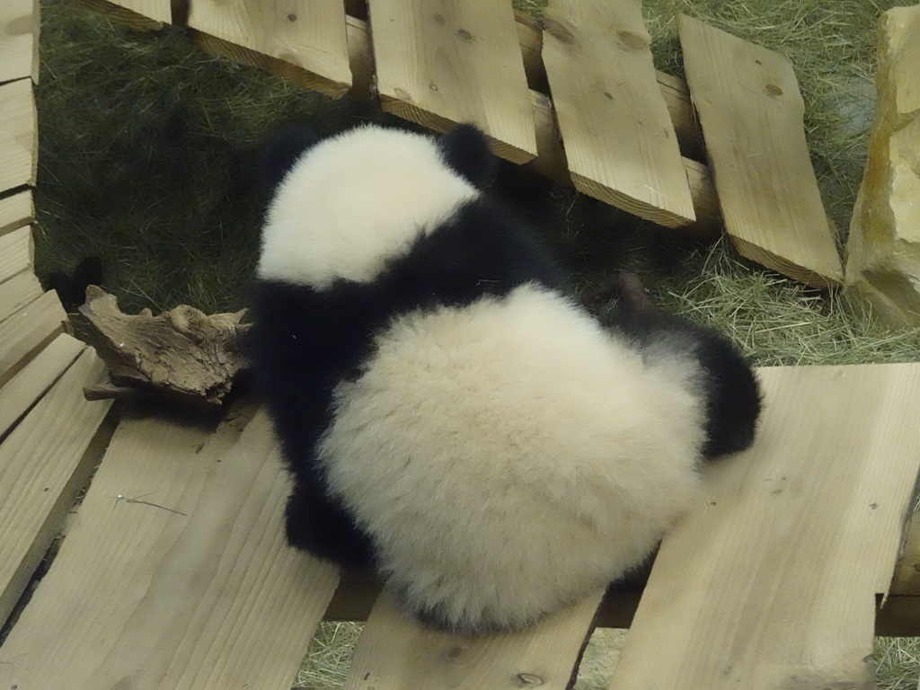 The young Giant Panda `Fan Xing` at the residence of his mother `Wu Wen` at Pandasia at the Ouwehands Dierenpark zoo