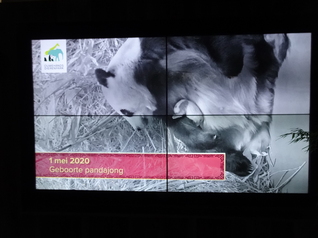 Screen with the mother Giant Panda `Wu Wen` and the baby Giant Panda `Fan Xing` in the small house at their residence at Pandasia at the Ouwehands Dierenpark zoo