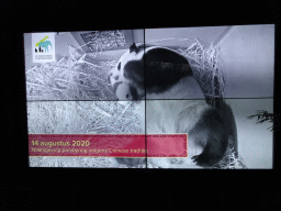 Screen with the mother Giant Panda `Wu Wen` and the baby Giant Panda `Fan Xing` in the small house at their residence at Pandasia at the Ouwehands Dierenpark zoo