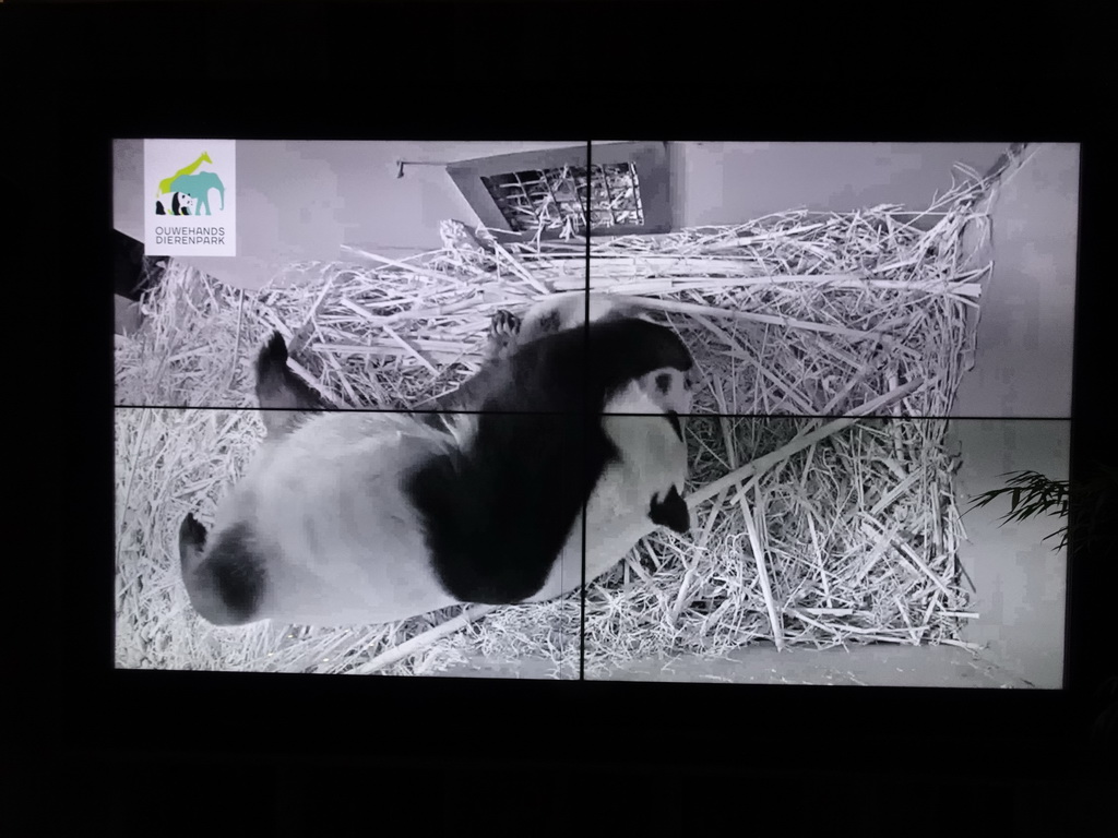 Screen with the mother Giant Panda `Wu Wen` and the baby Giant Panda `Fan Xing` in the small house at their residence at Pandasia at the Ouwehands Dierenpark zoo