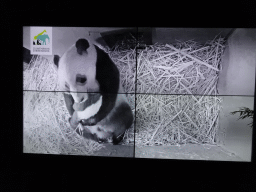 Screen with the mother Giant Panda `Wu Wen` and the baby Giant Panda `Fan Xing` in the small house at their residence at Pandasia at the Ouwehands Dierenpark zoo