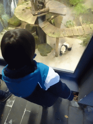 Max with the Giant Panda `Xing Ya` at his residence at Pandasia at the Ouwehands Dierenpark zoo