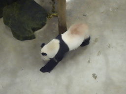 The Giant Panda `Xing Ya` at his residence at Pandasia at the Ouwehands Dierenpark zoo