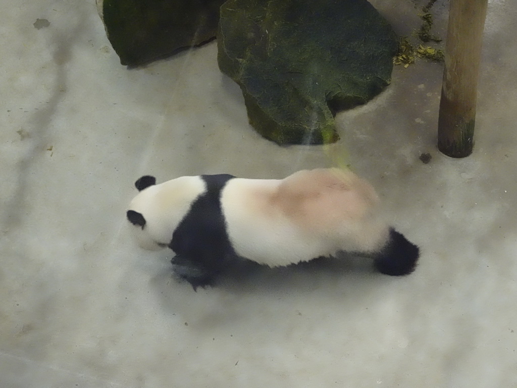 The Giant Panda `Xing Ya` at his residence at Pandasia at the Ouwehands Dierenpark zoo