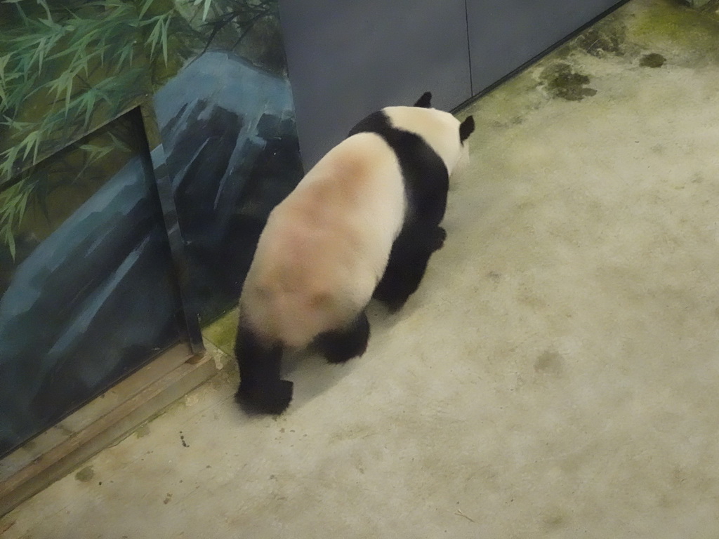 The Giant Panda `Xing Ya` at his residence at Pandasia at the Ouwehands Dierenpark zoo