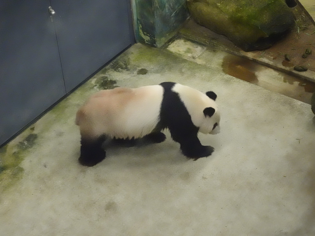 The Giant Panda `Xing Ya` at his residence at Pandasia at the Ouwehands Dierenpark zoo