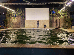 Zookeepers training California Sea Lions at the Blue Lagoon Theatre at the Ouwehands Dierenpark zoo
