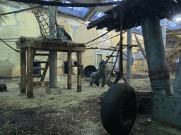 Western Lowland Gorillas at the Gorilla Adventure at the Ouwehands Dierenpark zoo