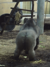 Western Lowland Gorillas at the Gorilla Adventure at the Ouwehands Dierenpark zoo