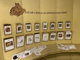 Information about Big Cats at the Tijgerbos at the Ouwehands Dierenpark zoo