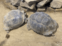 Aldabra Giant Tortoises at the Ouwehands Dierenpark zoo