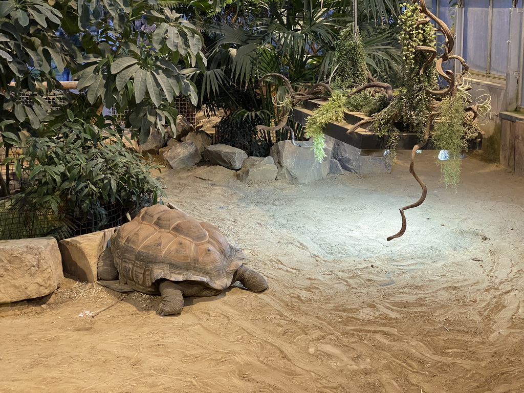 Aldabra Giant Tortoise at the Ouwehands Dierenpark zoo